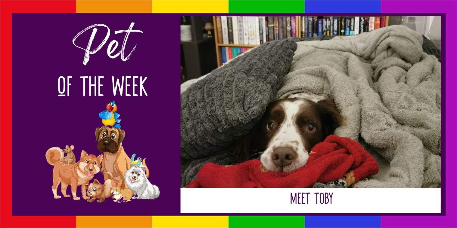 Meet toby the dog photo