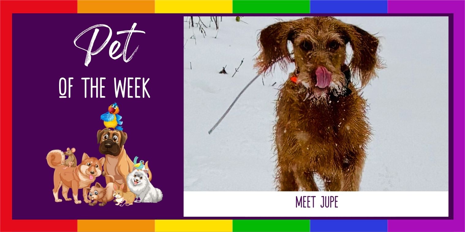 Meet Jupe the dog