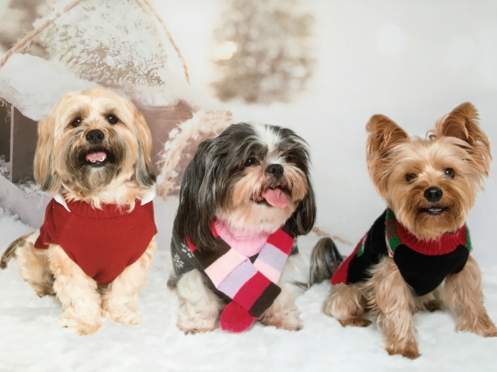 Asten, Bailey, and Saphi (Saphi is sadly departed) dog photo