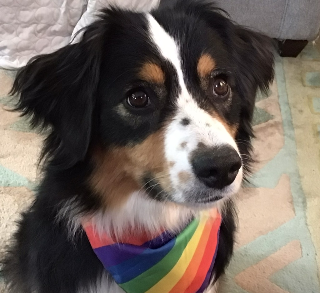 Meet Blaze the dog