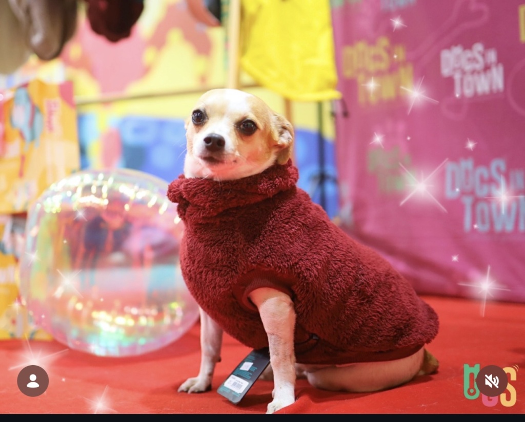 Boasie the dog