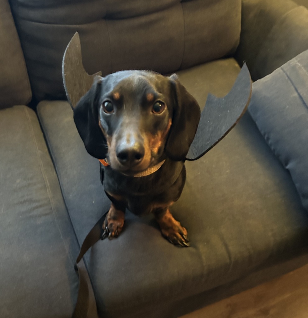 Meet Finnegan the dog photo