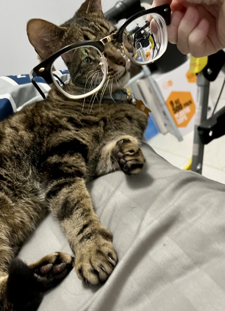 Hubble the cat photo
