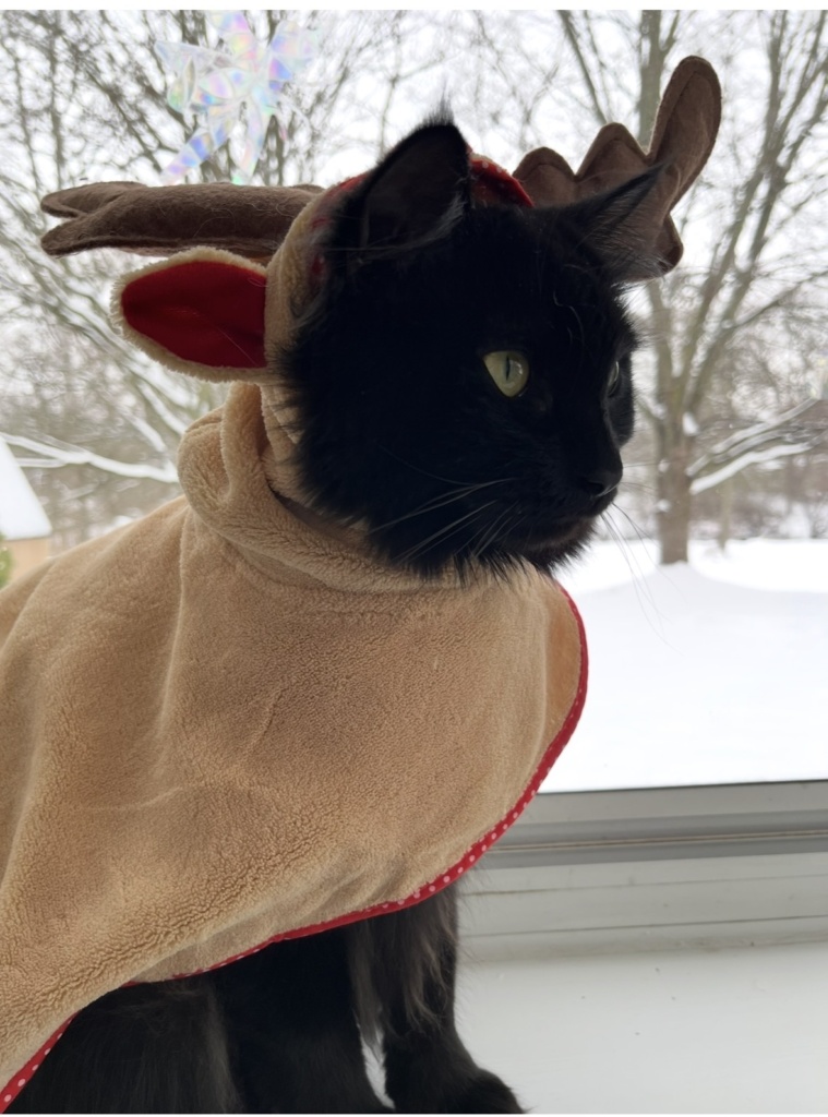 Kizmet kitty photo