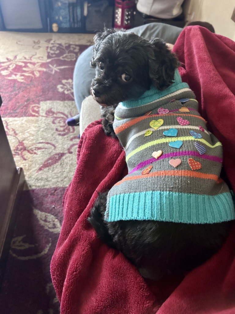 Meet Lola the dog
