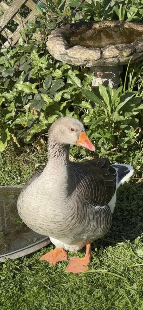 Mother Goose photo