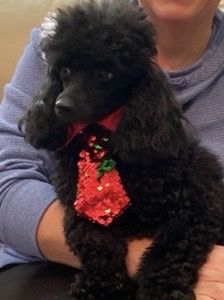 Poe the toy poodle photo