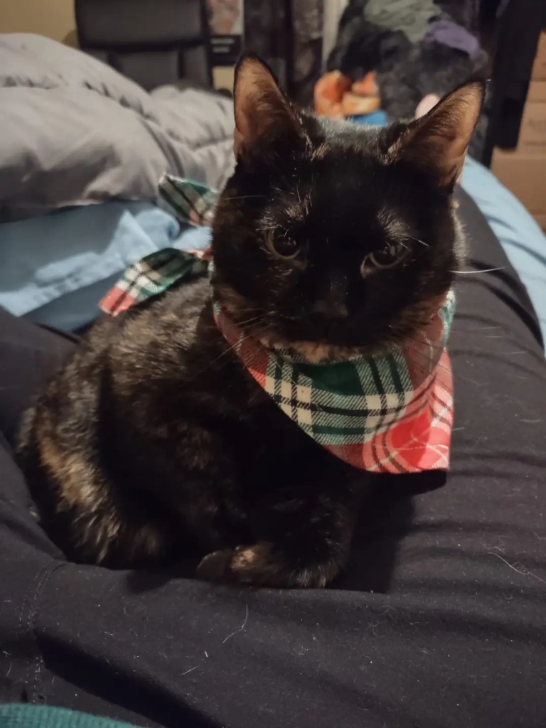 meet Sadie the cat