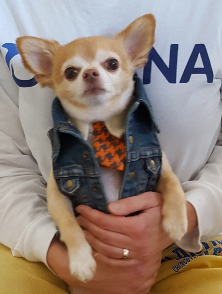 Meet Soup the dog