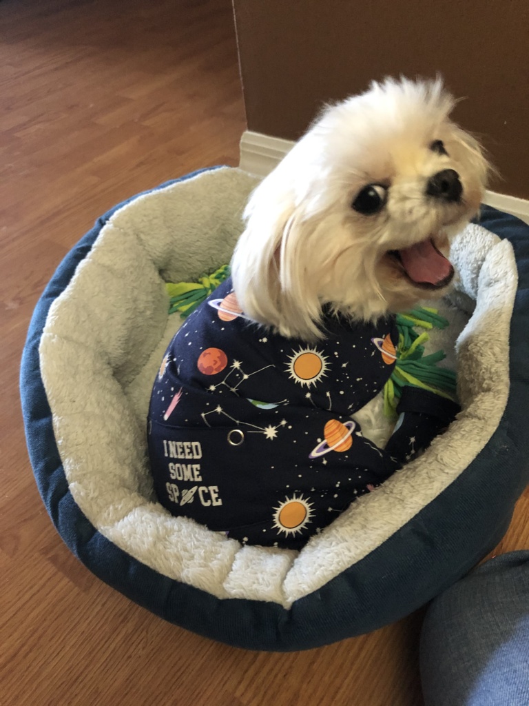 Strudel dog photo