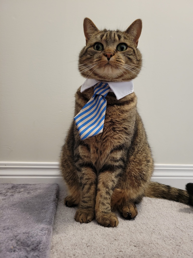 Thor cat photo