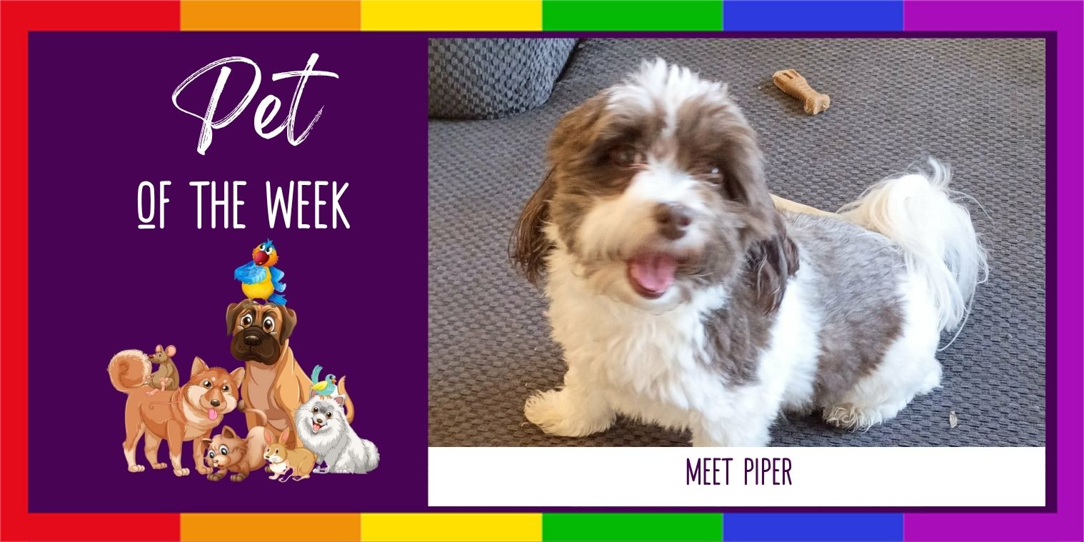 Meet Piper the dog photo