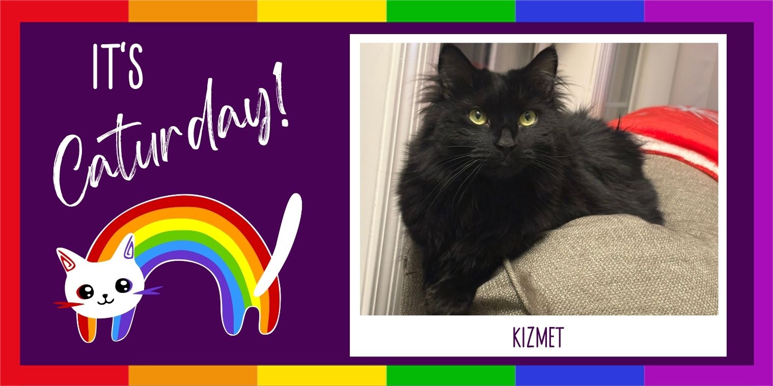 meet Kizmet the cat photo