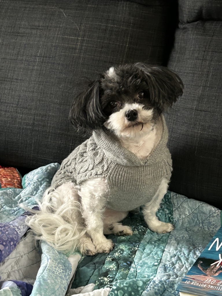 Bella dog in sweater photo