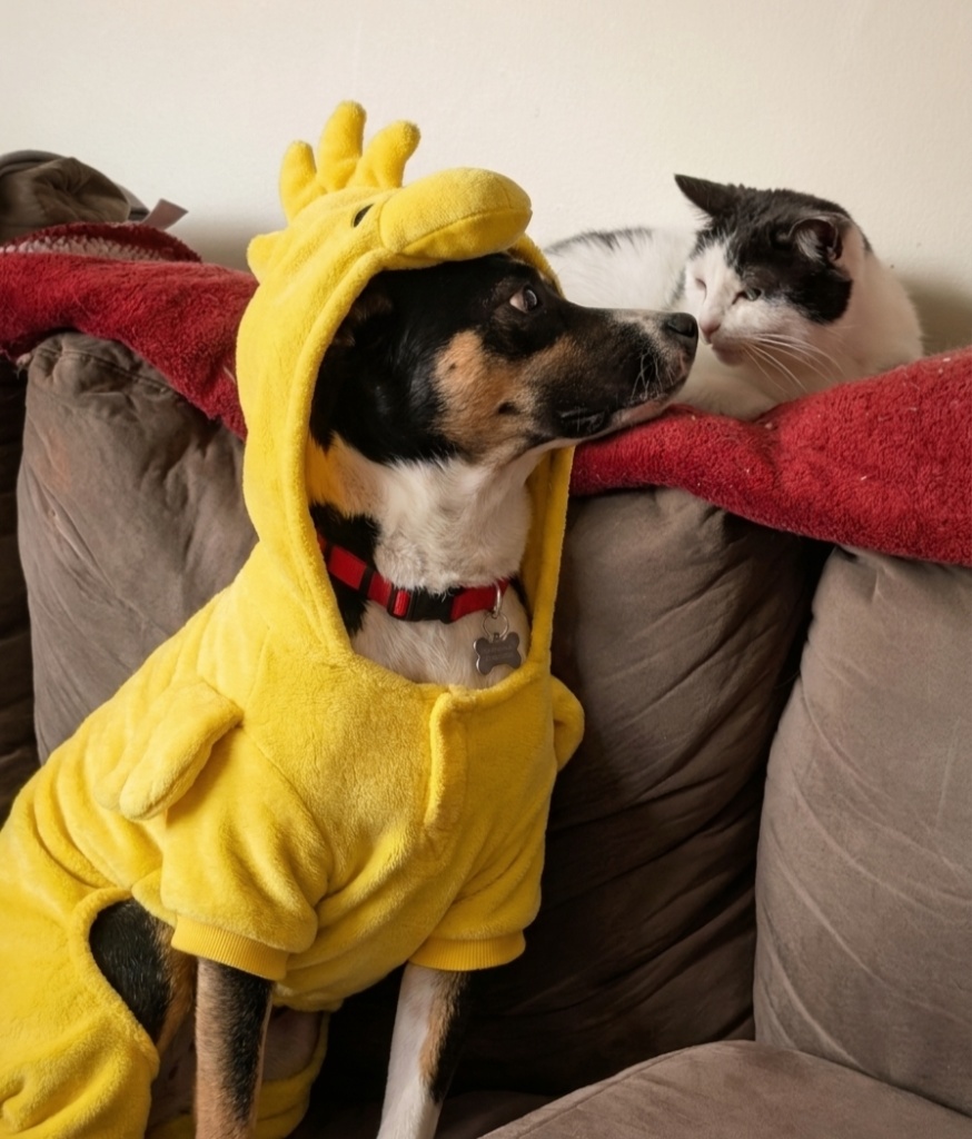 Kali (dog) Larry David (cat) photo