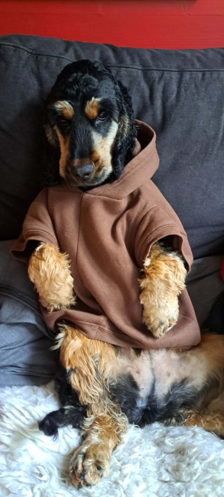 Sydney dog photo