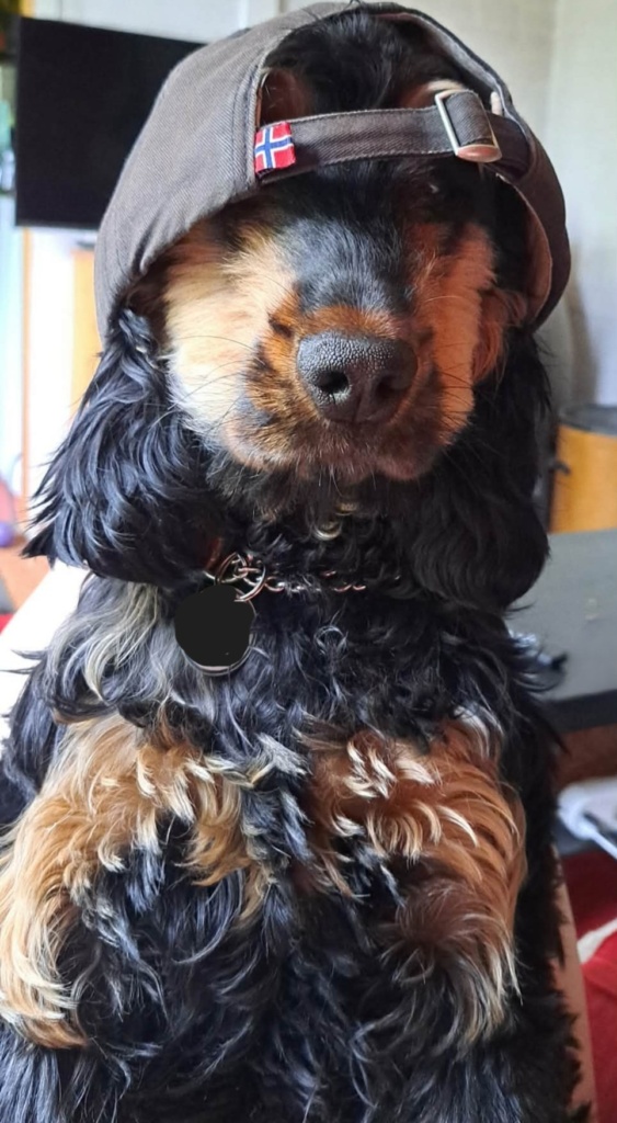 Sydney dog photo